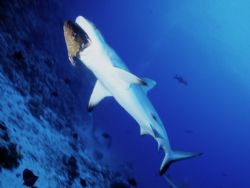Grey shark in Sudan - Nikonos III 15 mm lens by Mauro Serafini 